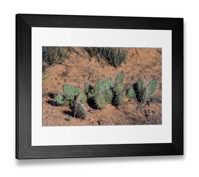 Framed Print : Cacti (Opuntia erinacea) A ground covering cacti Framed Print : Cacti (Opuntia erinacea) A ground covering cacti