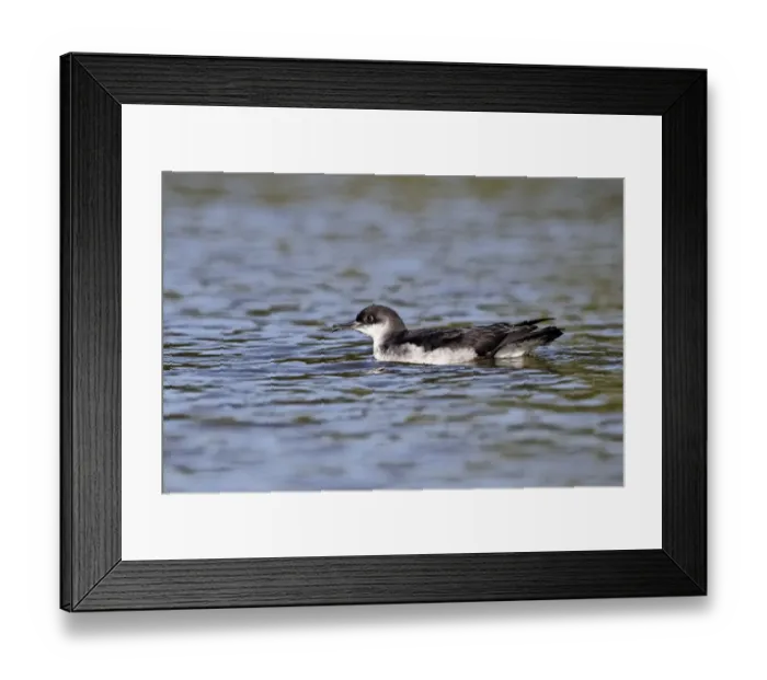 Framed Print : Manx Shearwater (Puffinus puffinus) adult, swimming on canal, Hatton, Warwickshire, England, september