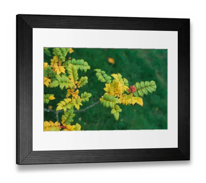Framed Print : Japanese Pepper Tree (Zanthoxylum piperitum) close-up of leaves and fruit