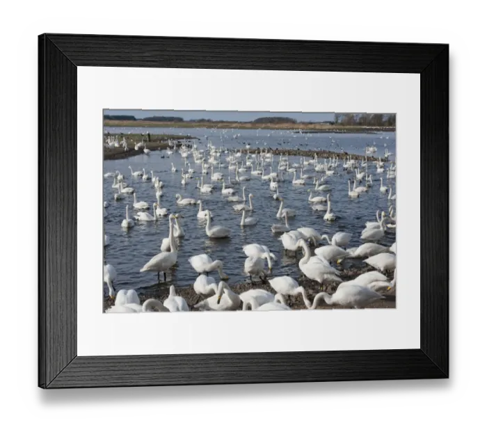 Framed Print : Whooper Swan (Cygnus cygnus) flock, feeding at edge and swimming on lake habitat, Martin Mere, Lancashire, England Framed Print : Whooper Swan (Cygnus cygnus) flock, feeding at edge and swimming on lake habitat, Martin Mere, Lancashire, England