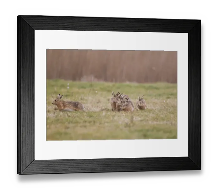 Framed Print : European Hare (Lepus europaeus) six adults, running, five males chasing one female, Suffolk, England, february Framed Print : European Hare (Lepus europaeus) six adults, running, five males chasing one female, Suffolk, England, february