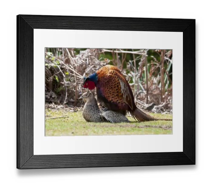 Framed Print : Common Pheasant (Phasianus colchicus) adult pair, mating, Minsmere RSPB Reserve, Suffolk, England, may Framed Print : Common Pheasant (Phasianus colchicus) adult pair, mating, Minsmere RSPB Reserve, Suffolk, England, may