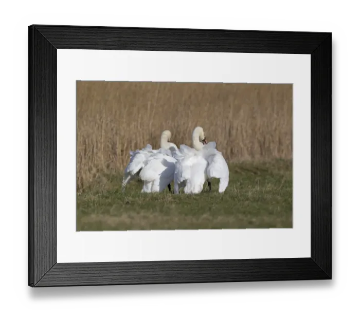 Framed Print : Mute Swan (Cygnus olor) two adult males, parallel walking before comitting to fight Framed Print : Mute Swan (Cygnus olor) two adult males, parallel walking before comitting to fight