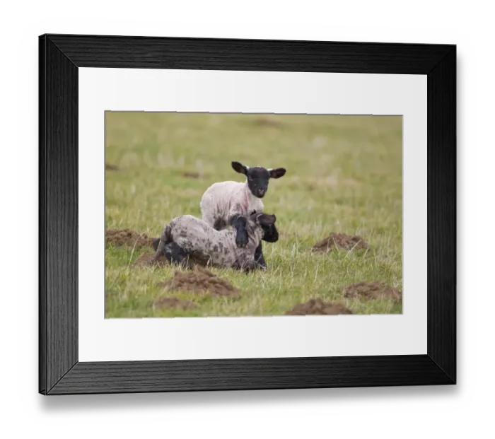 Framed Print : Domestic Sheep, Suffolk mule, twin lambs, four-days old, playing in pasture, Suffolk, England, february Framed Print : Domestic Sheep, Suffolk mule, twin lambs, four-days old, playing in pasture, Suffolk, England, february