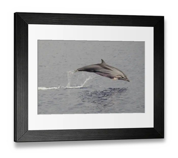 Framed Print : Striped Dolphin (Stenella coeruleoalba) adult, leaping out of water, Maldives, march Framed Print : Striped Dolphin (Stenella coeruleoalba) adult, leaping out of water, Maldives, march