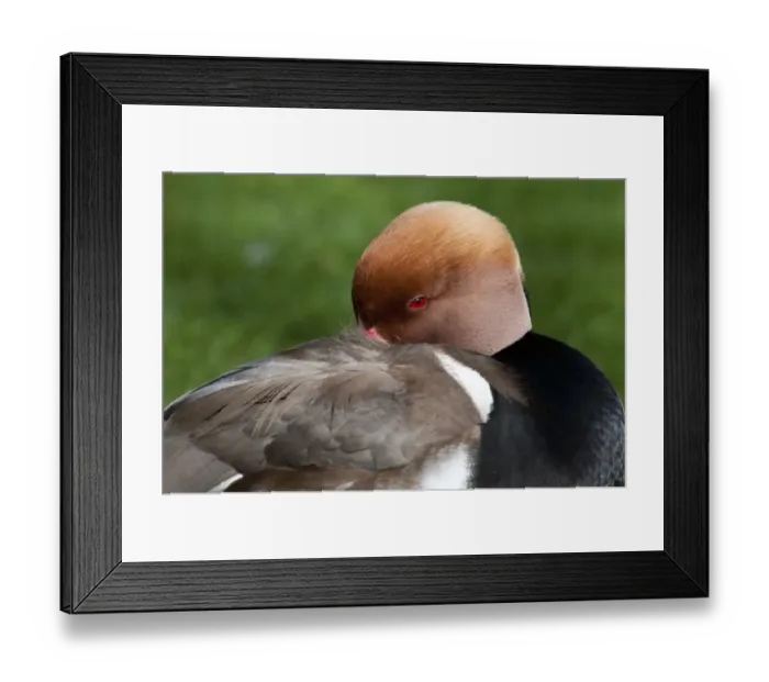 Framed Print : Red-crested Pochard (Netta rufina) adult male, breeding plumage, close-up of head, roosting in city parkland Framed Print : Red-crested Pochard (Netta rufina) adult male, breeding plumage, close-up of head, roosting in city parkland