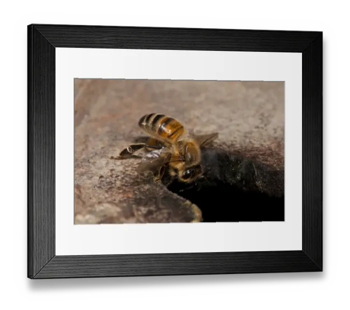 Framed Print : Western Honey Bee (Apis mellifera) worker, returning to nest after foraging, nesting in Thames Water hydrant chamber Framed Print : Western Honey Bee (Apis mellifera) worker, returning to nest after foraging, nesting in Thames Water hydrant chamber