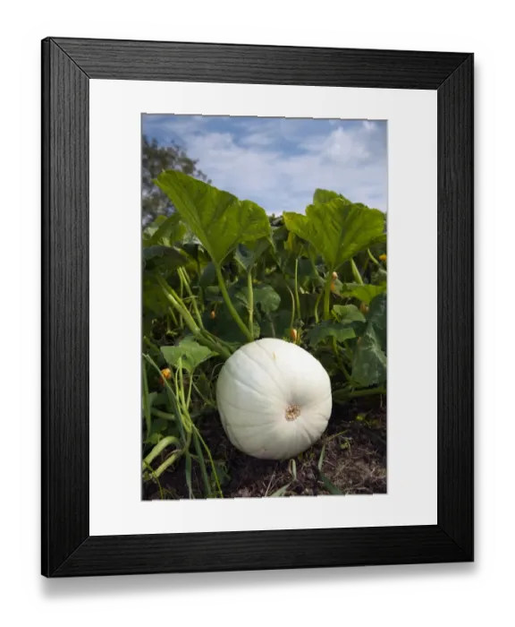 Framed Print : White Pumpkin (Cucurbita sp. ) fruit, crop growing in field, Pennsylvania, U. S. A. september Framed Print : White Pumpkin (Cucurbita sp. ) fruit, crop growing in field, Pennsylvania, U. S. A. september
