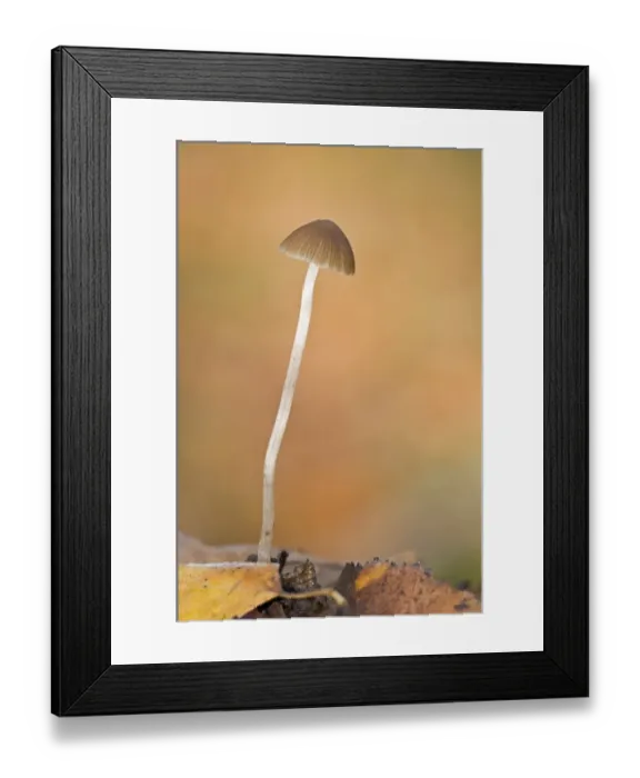 Framed Print : Red-edge Brittlestem (Psathyrella corrugis) fruiting body, growing in leaf litter, Brede High Woods, West Sussex Framed Print : Red-edge Brittlestem (Psathyrella corrugis) fruiting body, growing in leaf litter, Brede High Woods, West Sussex