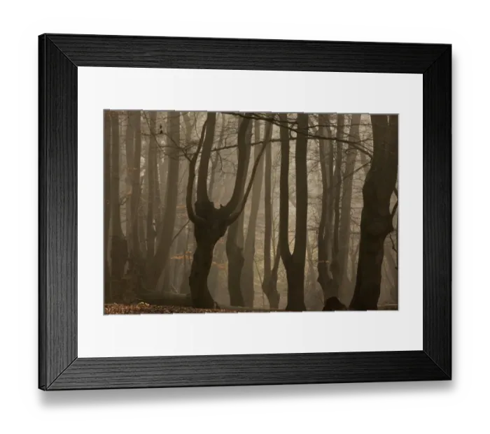 Framed Print : Common Beech (Fagus sylvatica) ancient pollards in misty woodland habitat at dawn, Great Monk Wood, Epping Forest Framed Print : Common Beech (Fagus sylvatica) ancient pollards in misty woodland habitat at dawn, Great Monk Wood, Epping Forest