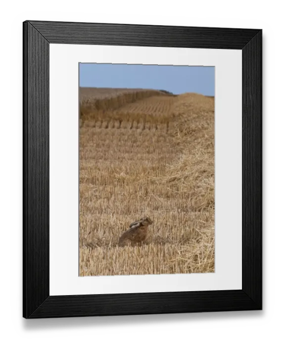 Framed Print : European Hare (Lepus europaeus) adult, sitting in wheat field during harvest, Isle of Sheppey, Kent, England, august Framed Print : European Hare (Lepus europaeus) adult, sitting in wheat field during harvest, Isle of Sheppey, Kent, England, august