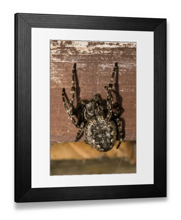 Framed Print : Walnut Orb-weaver Spider (Nuctenea umbratica) adult female, resting in birdwatching hide, Minsmere RSPB Reserve Framed Print : Walnut Orb-weaver Spider (Nuctenea umbratica) adult female, resting in birdwatching hide, Minsmere RSPB Reserve