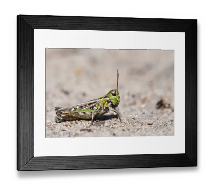 Framed Print : Mottled Grasshopper (Myrmeleotettix maculatus) adult, resting on sandy ground, Thursley Common National Nature Reserve Framed Print : Mottled Grasshopper (Myrmeleotettix maculatus) adult, resting on sandy ground, Thursley Common National Nature Reserve
