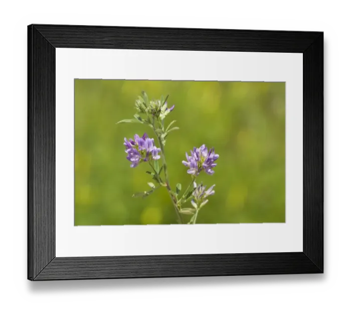 Framed Print : Lucerne (Medicago sativa) flowering, Crossness Nature Reserve, Bexley, Kent, England, june Framed Print : Lucerne (Medicago sativa) flowering, Crossness Nature Reserve, Bexley, Kent, England, june