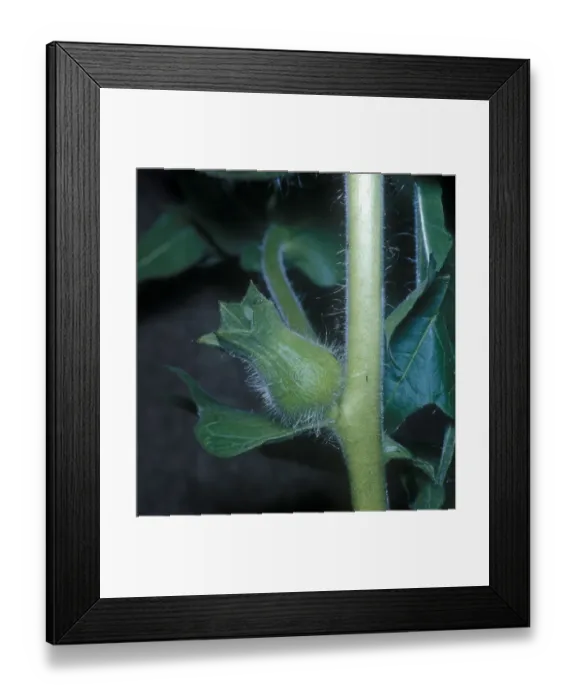Framed Print : Henbane (Hyoscyamus niger) Fruit Framed Print : Henbane (Hyoscyamus niger) Fruit