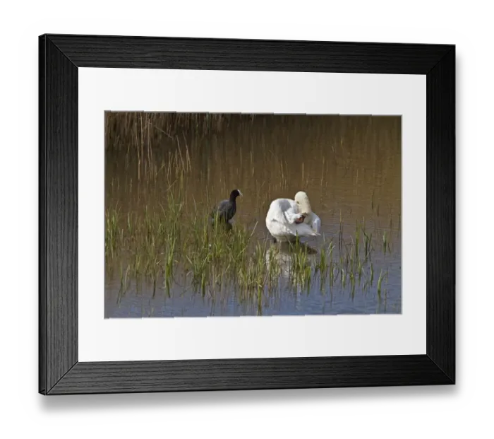 Framed Print : Coot and Mute Swan interaction Framed Print : Coot and Mute Swan interaction