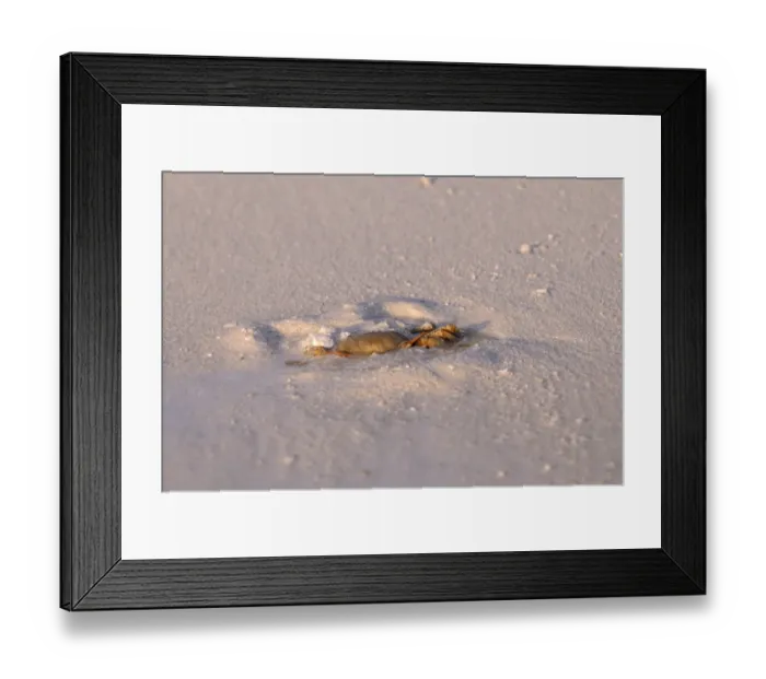 Framed Print : Horned Ghost Crab (Ocypode ceratophthalmus) adult, burrowing into sand on sandy beach, Maldives, march Framed Print : Horned Ghost Crab (Ocypode ceratophthalmus) adult, burrowing into sand on sandy beach, Maldives, march