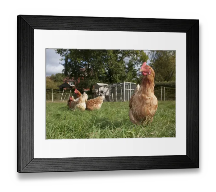 Framed Print : Domestic Chicken, freerange hens, foraging on grass, with coop and run in background on smallholding, England, october Framed Print : Domestic Chicken, freerange hens, foraging on grass, with coop and run in background on smallholding, England, october