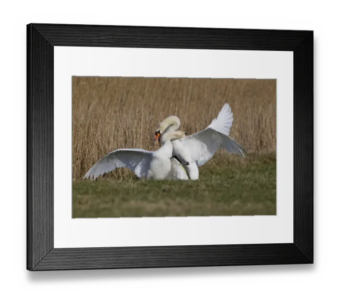 Framed Print : Mute Swan (Cygnus olor) two adult males, fighting, territorial dispute on grazing marsh, Suffolk, England, february Framed Print : Mute Swan (Cygnus olor) two adult males, fighting, territorial dispute on grazing marsh, Suffolk, England, february