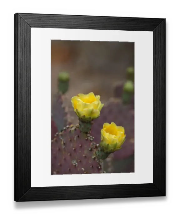 Framed Print : Cacti-Prickly Pear Santa Rita (Opuntia violacea var. santa rita) in flower Framed Print : Cacti-Prickly Pear Santa Rita (Opuntia violacea var. santa rita) in flower