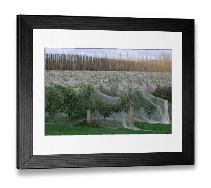 Framed Print : Vineyard with rows of grape vines covered with netting for protection from bird damage, Gisborne, North Island Framed Print : Vineyard with rows of grape vines covered with netting for protection from bird damage, Gisborne, North Island