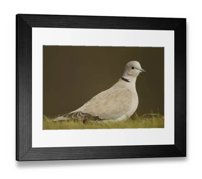 Framed Print : Eurasian Collared Dove (Streptopelia decaocto) adult, standing on garden lawn, Shropshire, England, march Framed Print : Eurasian Collared Dove (Streptopelia decaocto) adult, standing on garden lawn, Shropshire, England, march