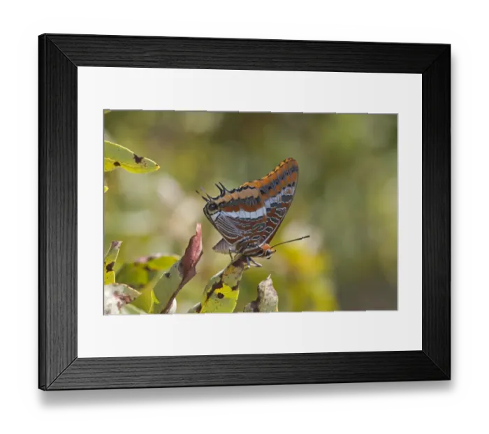Framed Print : Two-tailed Pasha (Charaxes jasius) adult, underside, resting on leaf, Northern Spain, september