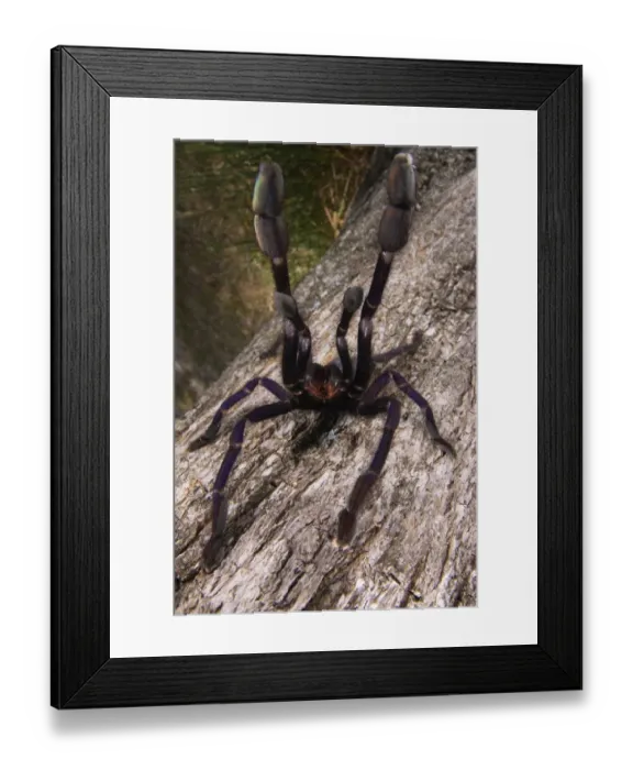 Framed Print : Earth Tiger (Cyriopagopus sp. ) adult female, in defensive posture, Malaysia Framed Print : Earth Tiger (Cyriopagopus sp. ) adult female, in defensive posture, Malaysia