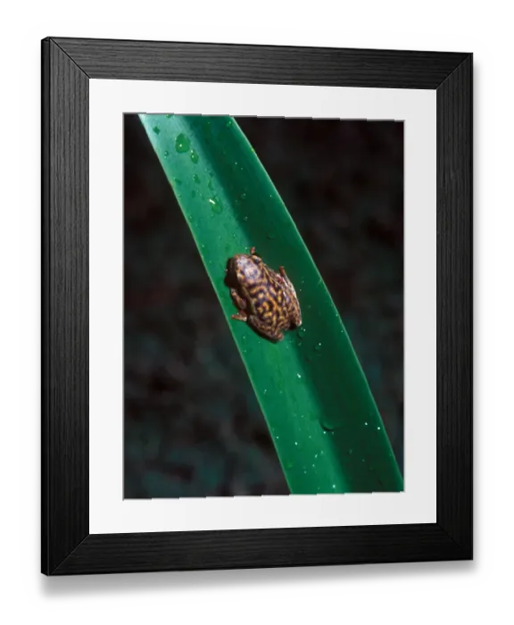 Framed Print : Swynnertons Reed Frog (Hyperolius marginatus swynnertoni) Framed Print : Swynnertons Reed Frog (Hyperolius marginatus swynnertoni)