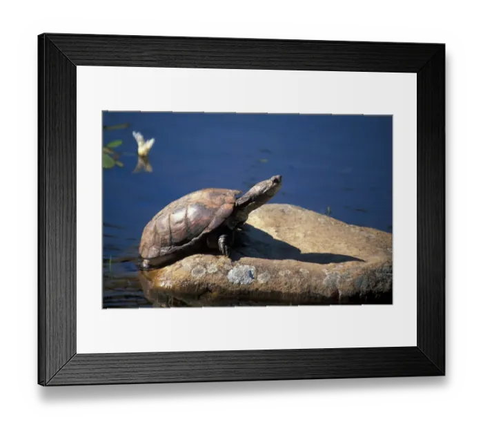 Framed Print : Cape Terrapin (Pelomedusa subrufa) Cape Town, South Africa Framed Print : Cape Terrapin (Pelomedusa subrufa) Cape Town, South Africa
