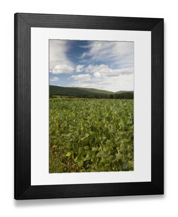 Framed Print : Soya Bean (Glycine max) crop, growing in field, Pennsylvania, U. S. A. august Framed Print : Soya Bean (Glycine max) crop, growing in field, Pennsylvania, U. S. A. august