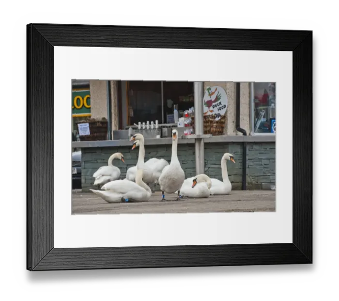 Framed Print : Mute Swan (Cygnus olor) flock, on pavement outside cafe at edge of lake, Bowness on Windermere, Lake Windermere Framed Print : Mute Swan (Cygnus olor) flock, on pavement outside cafe at edge of lake, Bowness on Windermere, Lake Windermere