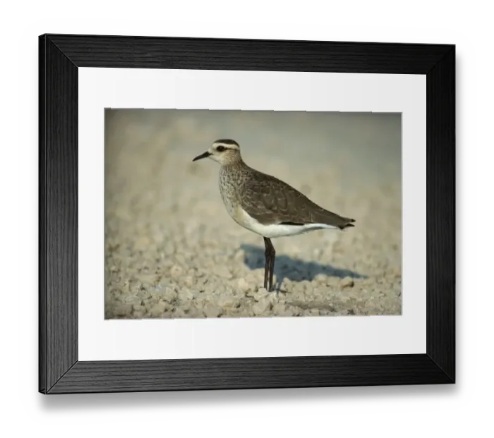 Framed Print : Sociable Plover (Chettusia gregarius) adult, winter plumage, standing on beach, Israel Framed Print : Sociable Plover (Chettusia gregarius) adult, winter plumage, standing on beach, Israel