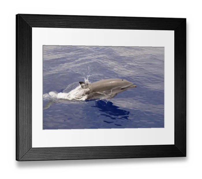 Framed Print : Frasers Dolphin (Lagenodelphis hosei) adult, porpoising, surfacing from water, Maldives, march Framed Print : Frasers Dolphin (Lagenodelphis hosei) adult, porpoising, surfacing from water, Maldives, march