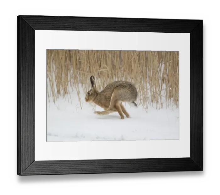 Framed Print : European Hare (Lepus europaeus) adult, running in snow at edge of reedbed, Suffolk, England, february Framed Print : European Hare (Lepus europaeus) adult, running in snow at edge of reedbed, Suffolk, England, february