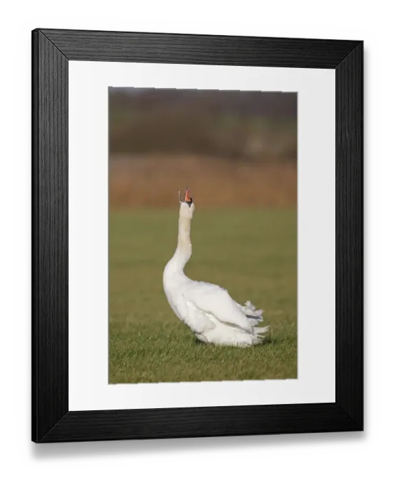 Framed Print : Mute Swan (Cygnus olor) adult, shaking neck feathers into position after preening, standing in grazing marsh, Suffolk Framed Print : Mute Swan (Cygnus olor) adult, shaking neck feathers into position after preening, standing in grazing marsh, Suffolk