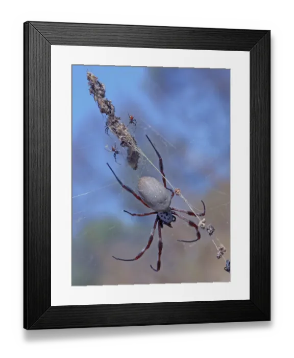 Framed Print : Coastal Golden Orb-weaver Spider (Nephila plumipes) adult female, guarding young spiderlings on web, Western Australia Framed Print : Coastal Golden Orb-weaver Spider (Nephila plumipes) adult female, guarding young spiderlings on web, Western Australia