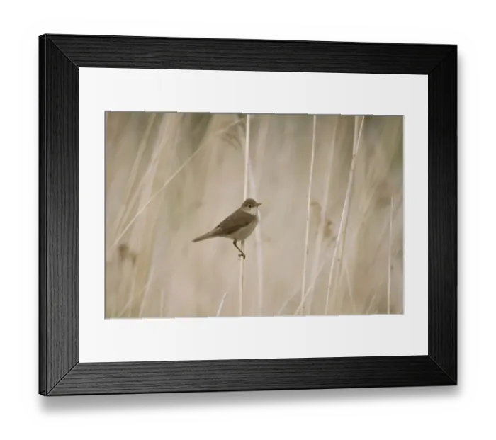 Framed Print : Eurasian Reed-warbler (Acrocephalus scirpaceus) adult, perched on reed stem in reedbed, Crossness Nature Reserve Framed Print : Eurasian Reed-warbler (Acrocephalus scirpaceus) adult, perched on reed stem in reedbed, Crossness Nature Reserve