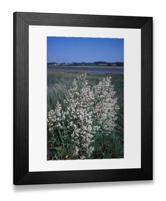 Framed Print : Dittander (Lepidium latifolium) Large clump in flower  /  river in background