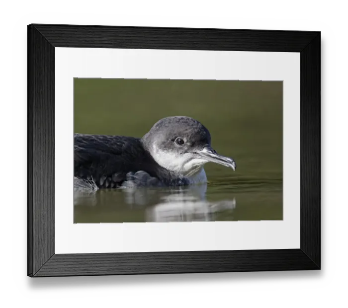 Framed Print : Manx Shearwater (Puffinus puffinus) adult, close-up of head, swimming on canal, Hatton, Warwickshire, England Framed Print : Manx Shearwater (Puffinus puffinus) adult, close-up of head, swimming on canal, Hatton, Warwickshire, England
