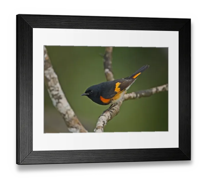 Framed Print : American Redstart (Setophaga ruticilla) adult male, perched on branch, Port Antonio, Jamaica, march Framed Print : American Redstart (Setophaga ruticilla) adult male, perched on branch, Port Antonio, Jamaica, march