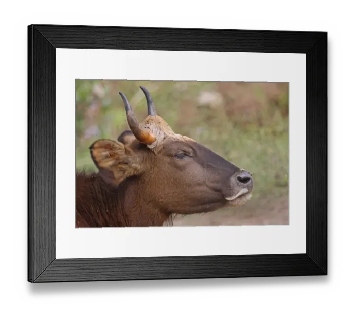 Framed Print : Gaur (Bos gaurus gaurus) immature, close-up of head, flicking ears whilst being bothered by flies, Nameri, Assam Framed Print : Gaur (Bos gaurus gaurus) immature, close-up of head, flicking ears whilst being bothered by flies, Nameri, Assam