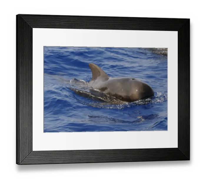 Framed Print : Short-finned Pilot Whale (Globicephala macrorhynchus) adult male, surfacing from water, Maldives, march Framed Print : Short-finned Pilot Whale (Globicephala macrorhynchus) adult male, surfacing from water, Maldives, march