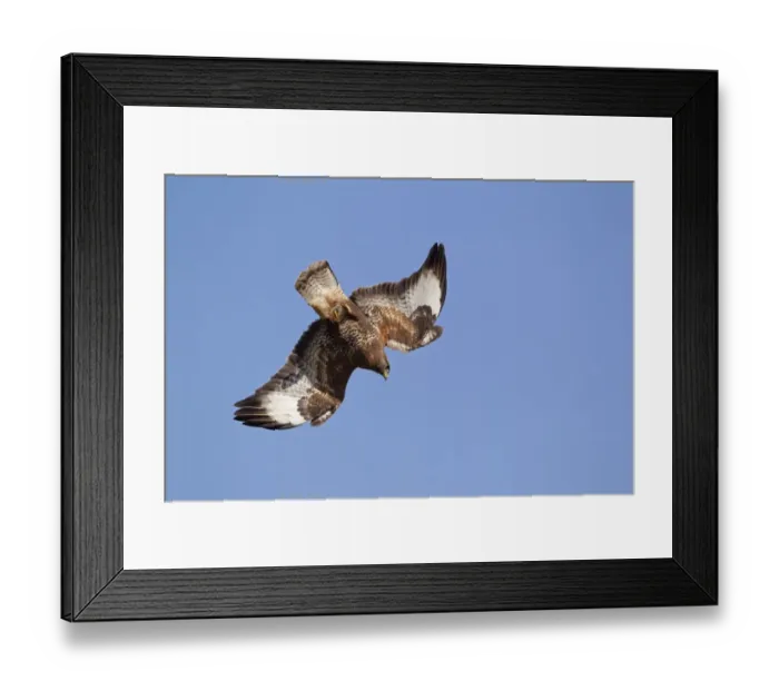 Framed Print : Common Buzzard (Buteo buteo) adult, in flight, diving with alulas raised, Gigrin farm, Powys, Wales, march Framed Print : Common Buzzard (Buteo buteo) adult, in flight, diving with alulas raised, Gigrin farm, Powys, Wales, march