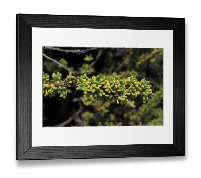 Framed Print : Galapagos Clubleaf (Nolana galapagensis) San Cristobal
