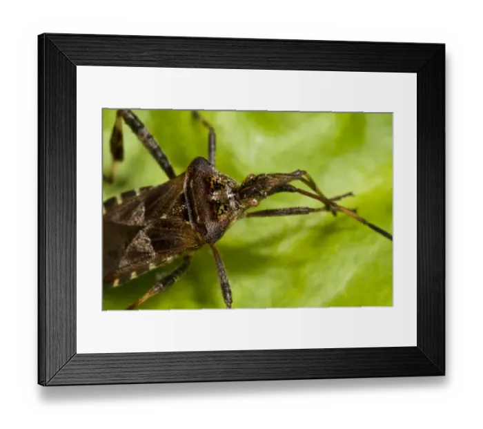 Framed Print : Western Conifer Seedbug (Leptoglossus occidentalis) introduced invasive species, adult, close-up of head Framed Print : Western Conifer Seedbug (Leptoglossus occidentalis) introduced invasive species, adult, close-up of head