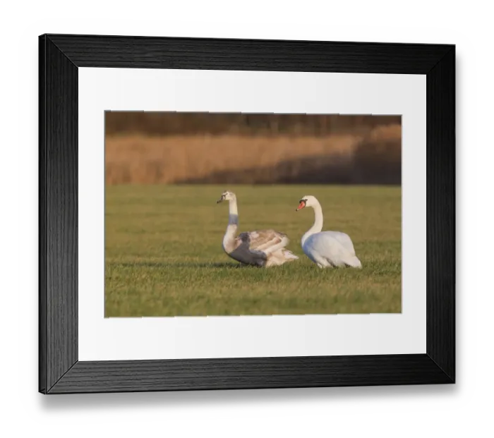 Framed Print : Mute Swan (Cygnus olor) adult and juvenile, standing on grazing marsh, Suffolk, England, january Framed Print : Mute Swan (Cygnus olor) adult and juvenile, standing on grazing marsh, Suffolk, England, january