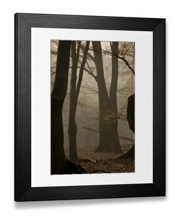 Framed Print : Common Beech (Fagus sylvatica) ancient pollards in misty woodland habitat at dawn, Great Monk Wood, Epping Forest Framed Print : Common Beech (Fagus sylvatica) ancient pollards in misty woodland habitat at dawn, Great Monk Wood, Epping Forest