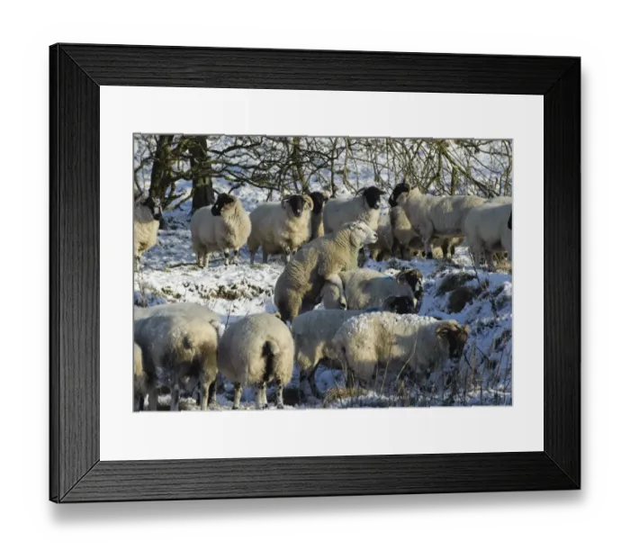 Framed Print : Domestic Sheep, Texel ram, mating with Scottish Blackface ewe, flock in snow covered pasture, Whitewell, Lancashire Framed Print : Domestic Sheep, Texel ram, mating with Scottish Blackface ewe, flock in snow covered pasture, Whitewell, Lancashire
