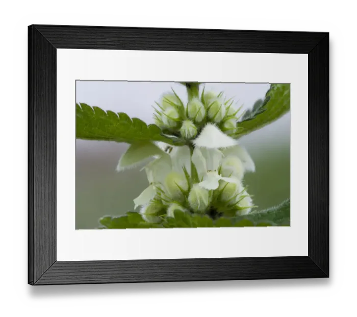 Framed Print : White Dead-nettle (Lamium album) close-up of flowers and flowerbuds, Crossness Nature Reserve, Bexley, Kent, England Framed Print : White Dead-nettle (Lamium album) close-up of flowers and flowerbuds, Crossness Nature Reserve, Bexley, Kent, England